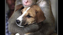 Singe assassin 2