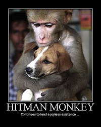Singe assassin 2