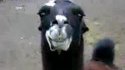 Attention au lama