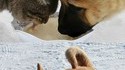 Comme chien et chat 10