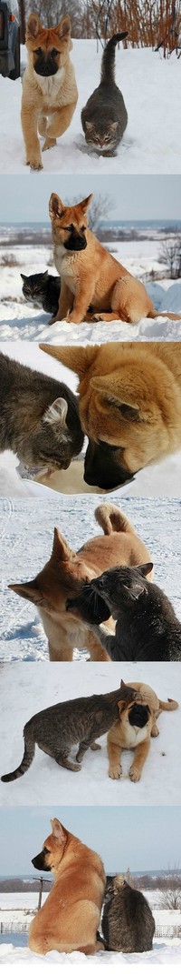 Comme chien et chat 10
