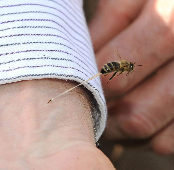 Quand les abeilles piquent, elles perdent la plupart du temps leur dar.