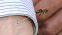 Abeille piqueuse