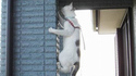 Spider chat