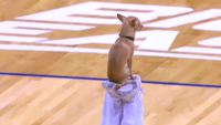 Un petit chien savant