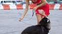 Chien vicieux
