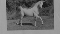Perdu : licorne