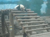 Blague de panda