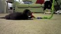 Loutre agressive