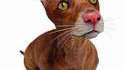 Chien chat