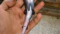 Requin à deux têtes