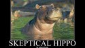 Hippo septique