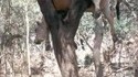 Vache coincée
