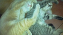 Duo dodo