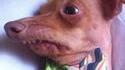 loldog