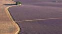 Champs de lavande près de Sault (Vaucluse)