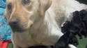 Une chienne