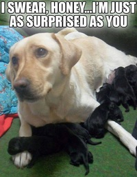 Une chienne