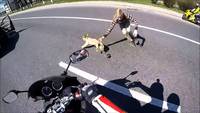 Civic puppy chase