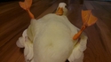 Un canard
