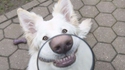 Chien + Loupe