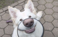 Chien + Loupe