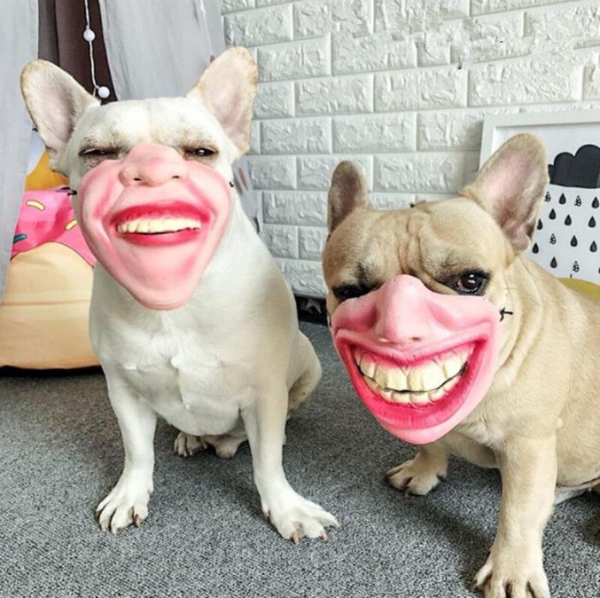 Muselières en vente sur Amazone :
https://www.boredpanda.com/creepy-human-face-masks-dog-muzzles-amazon/?fbclid=IwAR1Fn6ARokcVNoPSZ1RjQNkE3t5Kp2VBxyMT0rf5vA3apE_1ZxErVqESa24&utm_source=facebook&utm_medium=social&utm_campaign=organic