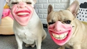 N'ayez pas peur, ils ne mordent pas !