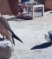 - vous dansez mademoiselle ?