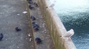 Mouettes et pigeons
