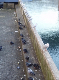 Mouettes et pigeons