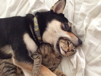 *Gob*