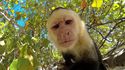 Expression de singe