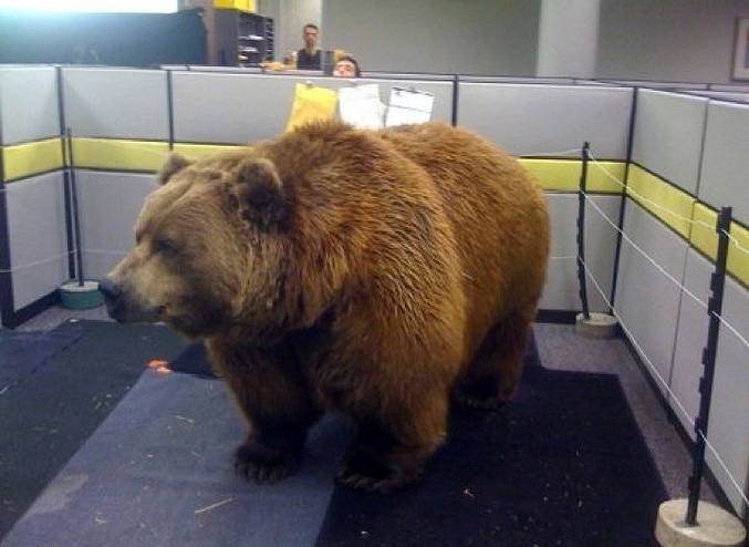 Coucou, un ours dans ton espace. (Canada)