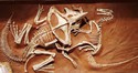 Deux dinosaures, immortalisés en plein combat