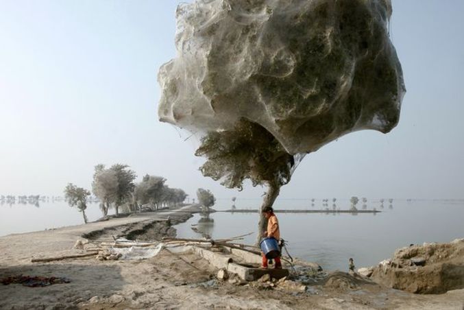 Des inondations catastrophiques au Pakistan forcent des araignées à se réfugier dans les arbres. Plus d'informations <a href=http://news.nationalgeographic.com/news/2011/03/pictures/110331-pakistan-flood-spider-trees-webs/ >ici.</a>