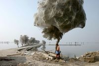Invasion arboricole