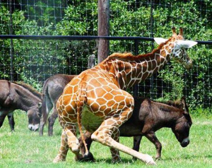 Un mâle girafe surexcité !