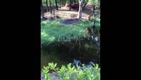 Un type bourré saute dans un l'enclos des lions pour leur serrer la main