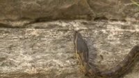 Le serpent et les fourmis