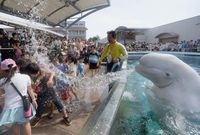 Troll de Beluga