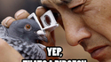 Yep, It's a pidgeon