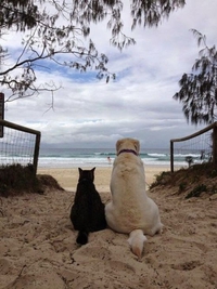 Comme chien et chat 23