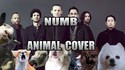 Linkin Park - Numb (animal cover)