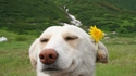 Sourire canin 