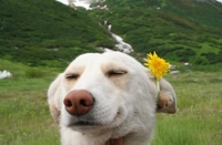 Sourire canin 