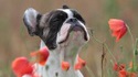 Les coquelicots