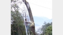 Scier un arbre