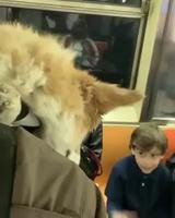 Avoir un chien dans son sac à dos 