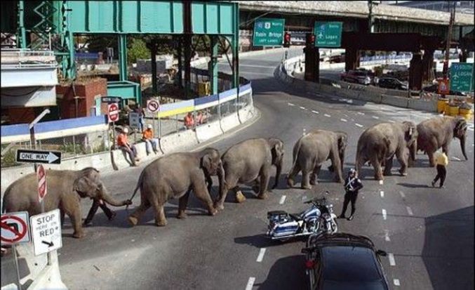 Une invasion d'éléphants.